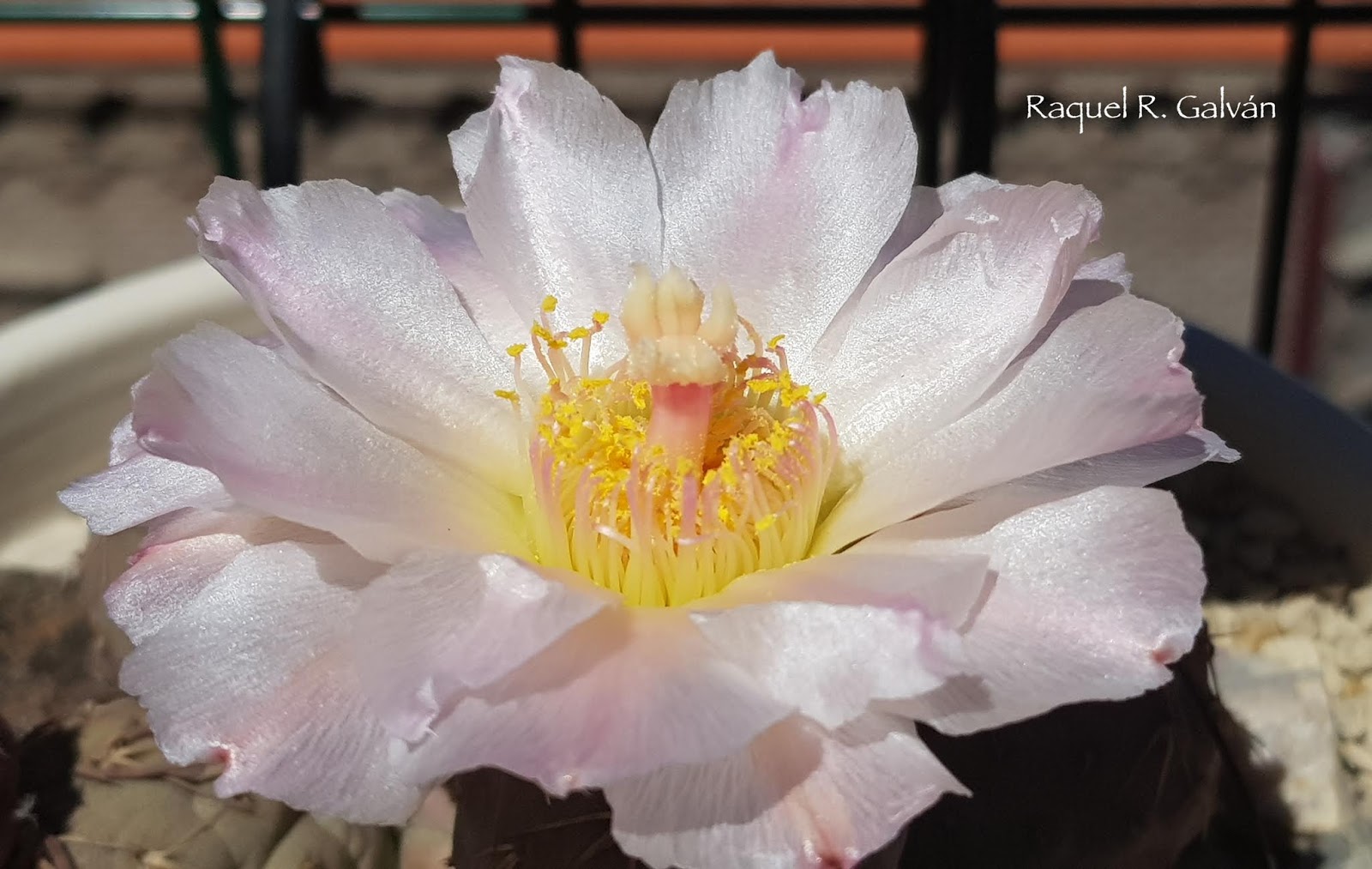 Tephrocactus%2Bgeometricus5.jpg
