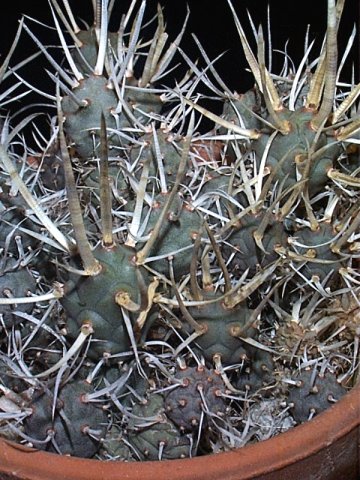 tephrocactus.jpg