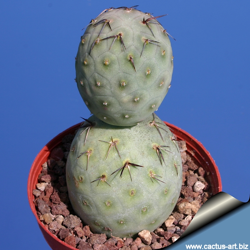 Tephrocactus_geometricus_810.jpg