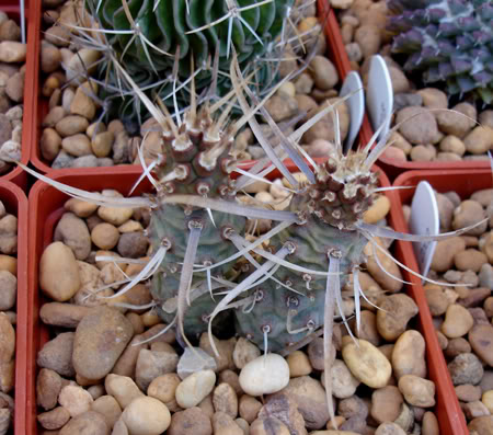 tephrocactusarticulatuspapyracan-3.jpg