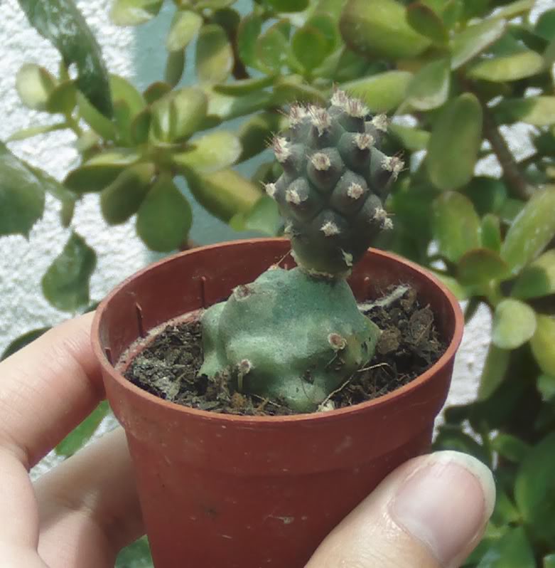 tephrocactusconhijuelo.jpg