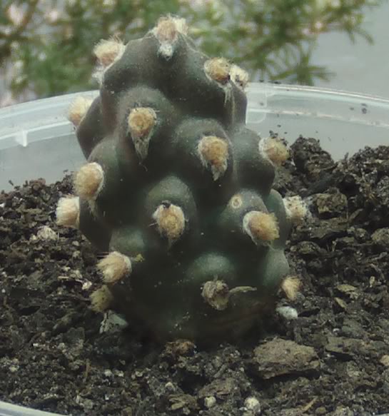 tephrocactusmolinensis.jpg