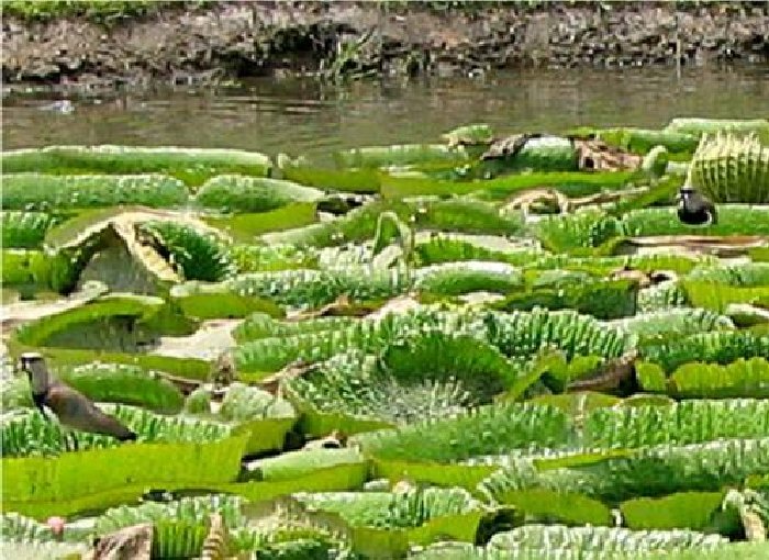 teritos.jpg