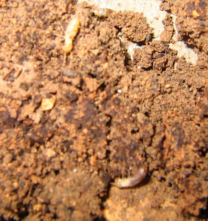 termitas.jpg