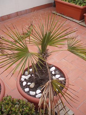 terraza 009cambio.JPG