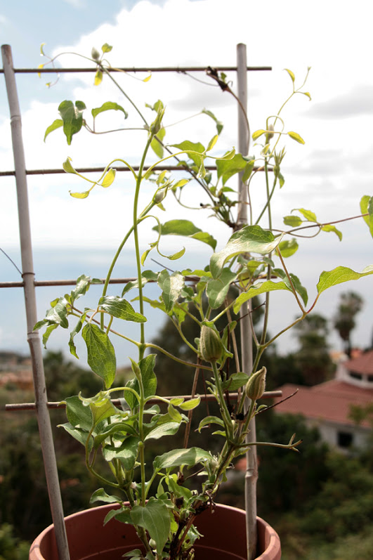 terraza3.jpg