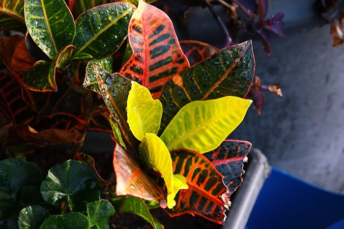 terraza4.jpg