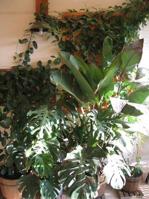 Terraza_Verano_2006_6.jpg