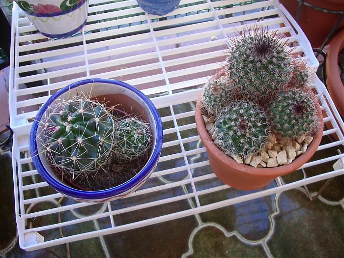 TERRAZAMAS CACTUS 015.jpg