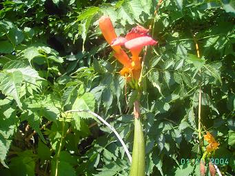 terreny%20de%20tavernoles%20flor.JPG