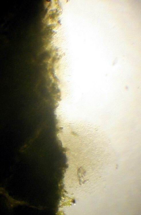 testflujobacteriano.jpg