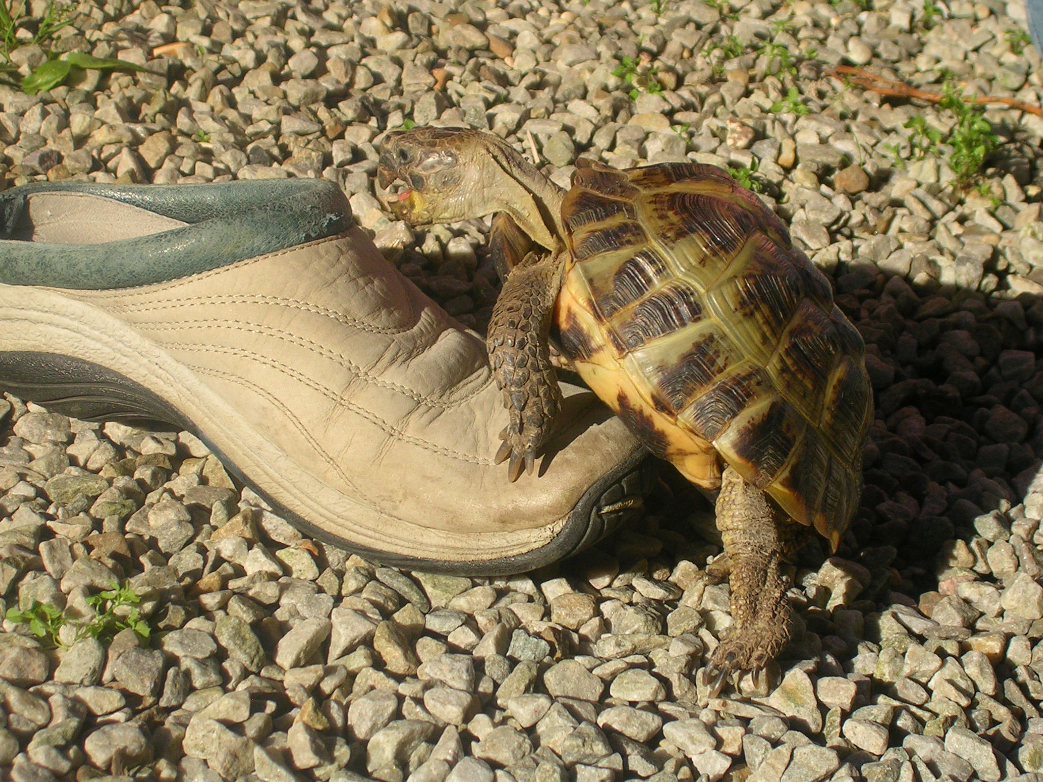 Testudo_horsfieldii_mating_with_a_shoe.jpg