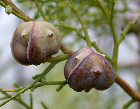 tetraclinis_articulata.jpg