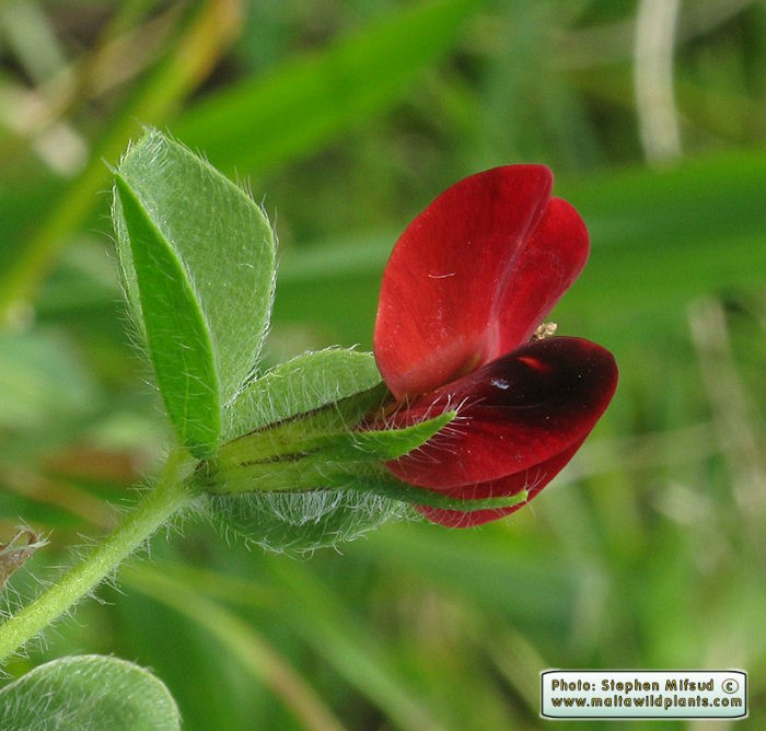 Tetragonolobus_purpureus_%5BIMG_4722%5D.jpg