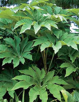 Tetrapanax-Papyriferum.jpg
