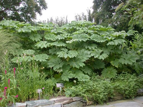 tetrapanax_papyrifer_1.jpg