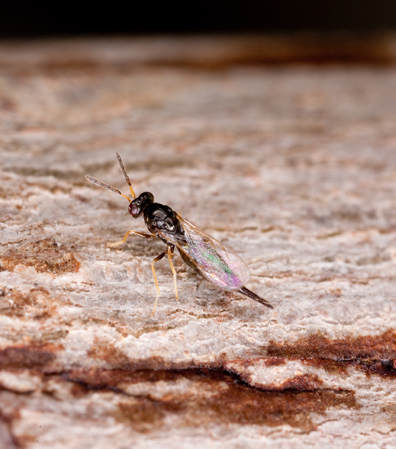 tetrastichusplanipennis.jpg
