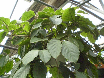 tetrastigma+voinierianum+H+%28own%29.jpg