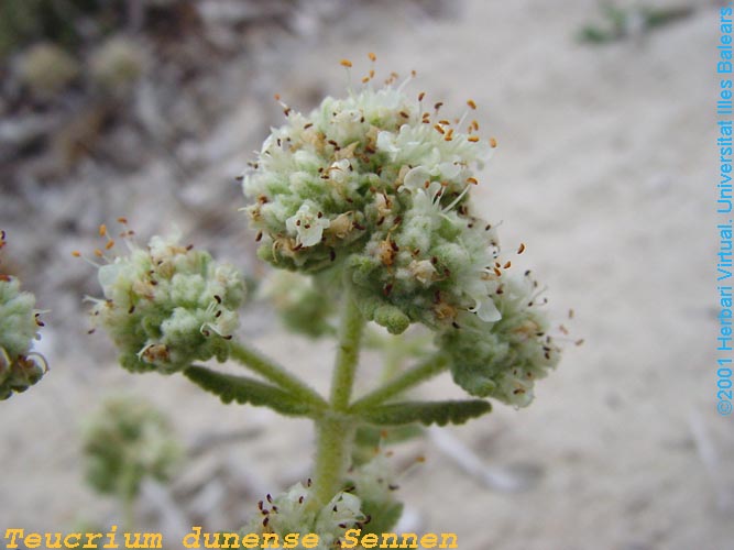 Teucrium%20dunense%20flor2_f_s.jpg