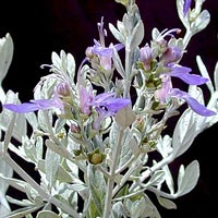 teucrium-fruticans-flores.jpg