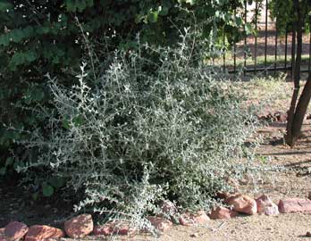 teucrium-fruticans.jpg