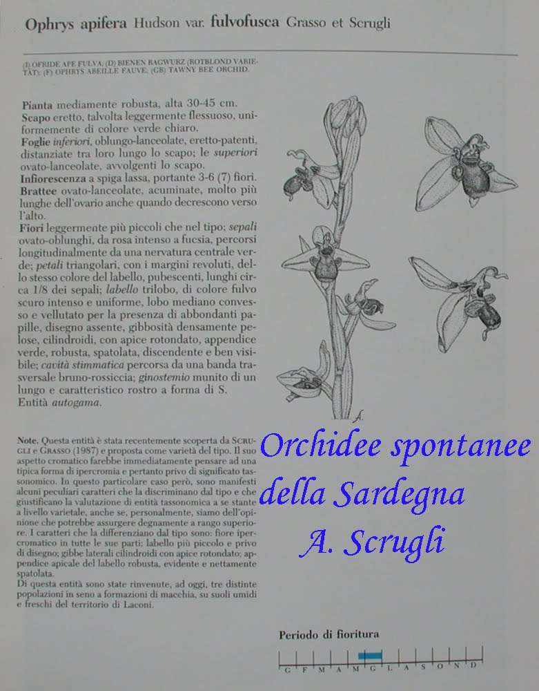 texto%2Bdibujo%2Bfulvofusca-2-707275.jpg