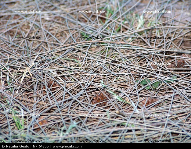 textura-de-pinocha-en-el-suelo-del-bosque_64855.jpg