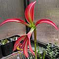 th00---Sprekelia_formossissima_rh.jpg