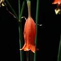 th00---Stenomesson_miniatum_NN2.jpg