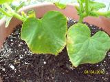 th_00469_huerta012_122_339lo.jpg