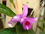 th_012_Sobralia_sessilis_04_01_08.jpg