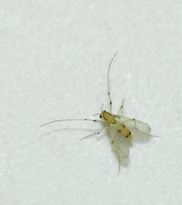 th_01726_MosquitoCanteraCoirsT.L.03_07_2010_122_547lo.jpg