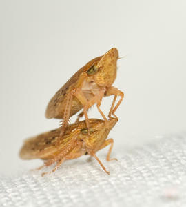 th_03197_Cicadellidae_1dCaminoCaneirospradoT.L.06_08_2010_122_3lo.jpg