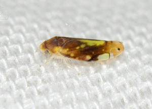 th_03200_Eurhadina_sp.1TeixeiroT.L.30_07_2010_122_128lo.jpg
