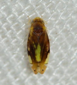 th_03202_Eurhadina_sp.2TeixeiroT.L.30_07_2010_122_529lo.jpg