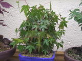 th_04532_Katsura_398_122_159lo.JPG