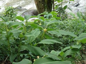th_05360_Image16_122_527lo.jpg