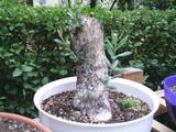 th_08066_PIC_0002_122_1175lo.JPG