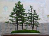 th_09332_bosque-1_122_757lo.jpg
