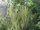 th_100_0553.jpg