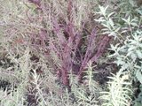 th_100_0554.jpg
