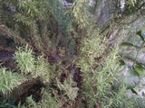 th_100_0555.jpg