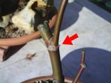 th_12350_brote_arce_1_122_957lo.JPG