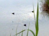 th_130320111348.jpg