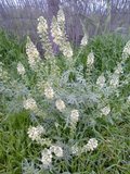 th_130320111349.jpg
