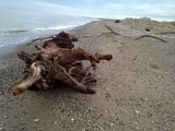 th_130320111365.jpg