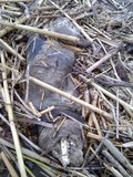 th_130320111366.jpg
