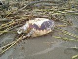 th_130320111367.jpg