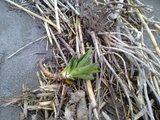 th_130320111368.jpg