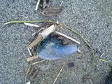 th_130320111370.jpg
